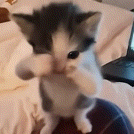IMG_1034.gif